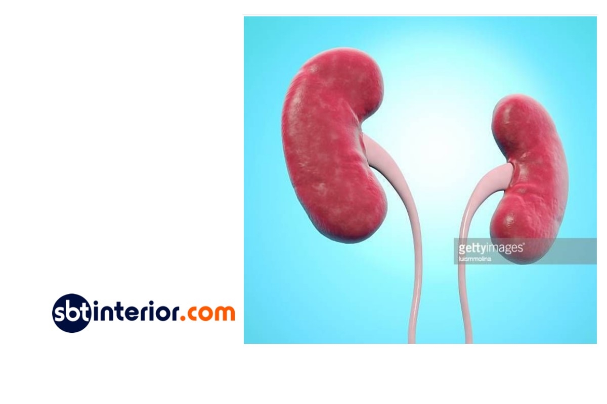 Dia Mundial do Rim é comemorado com exames gratuitos 